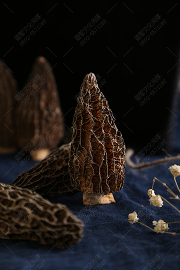 廈門菌寶堂  食用菌菇-羊肚菌產品攝影08.jpg